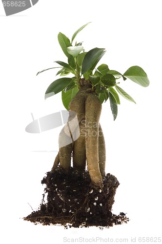 Image of Growing bonsai tree in soil