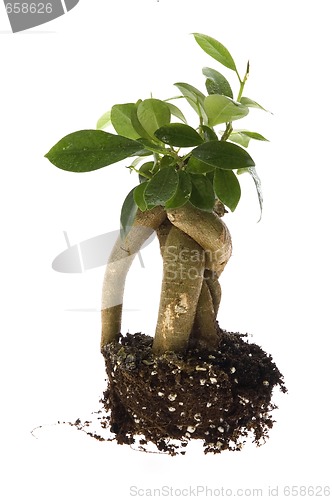 Image of Growing bonsai tree in soil