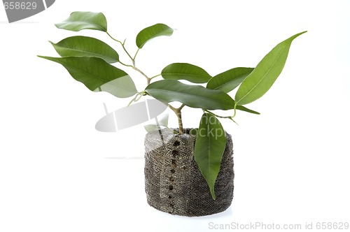 Image of spring plant