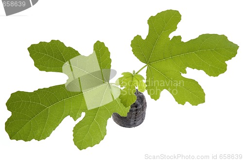 Image of spring plant. fig