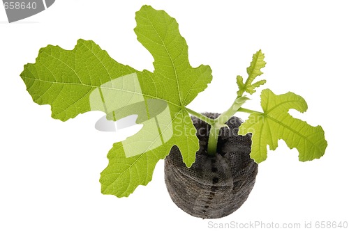 Image of spring plant. fig