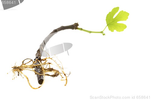 Image of baby plant with root system. fig