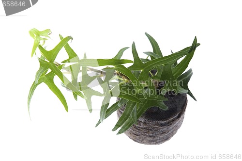 Image of spring plant. ivy