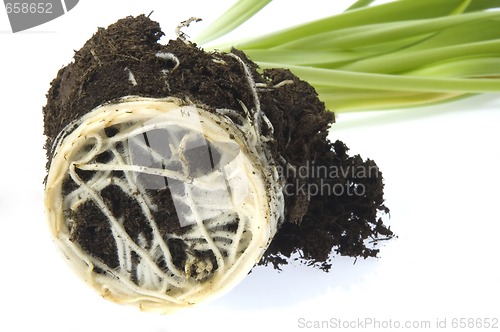 Image of baby plant with root system