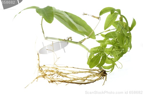 Image of baby plant with root system
