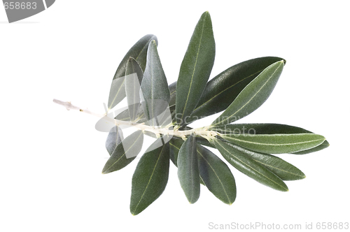 Image of olive branch