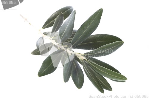 Image of olive branch