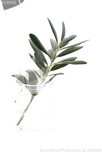 Image of young plant in the water