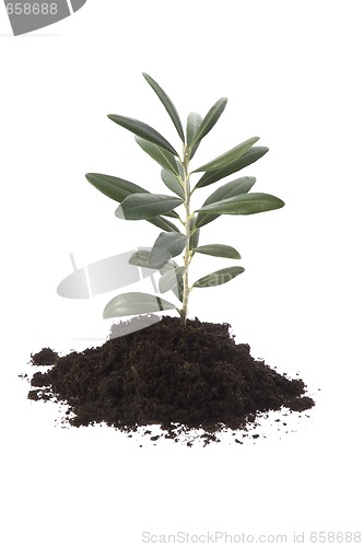 Image of Growing olive in soil