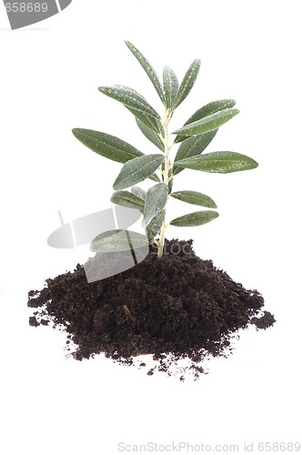 Image of Growing olive in soil