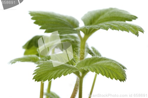 Image of spring plant. stawberry