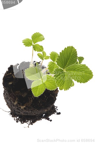 Image of spring plant. stawberry