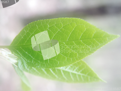 Image of New spring leaf, dream tone