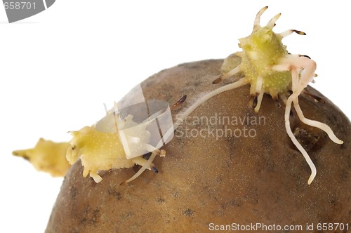 Image of spring plant. potatoe