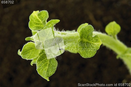 Image of spring plant. potatoe