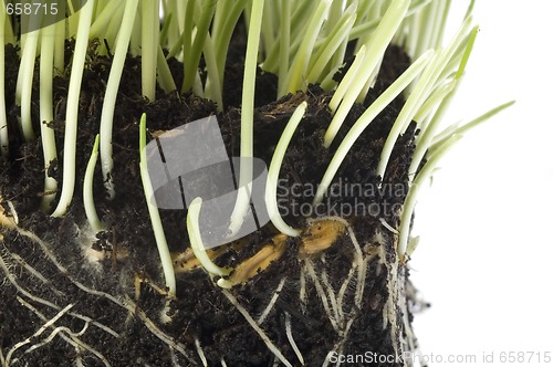 Image of baby plant with root system