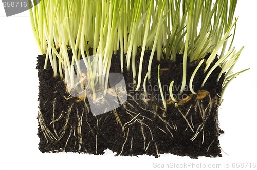 Image of baby plant with root system