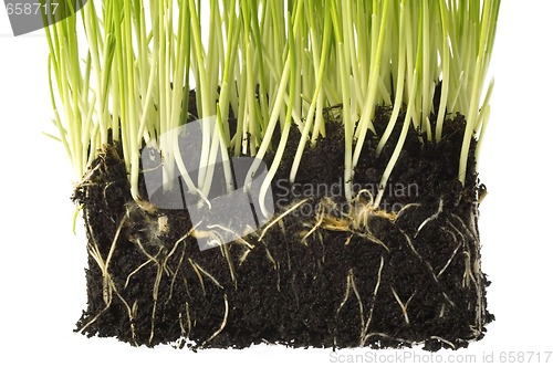 Image of baby plant with root system