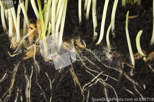 Image of baby plant with root system