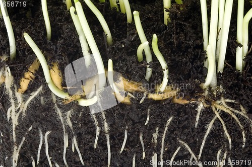 Image of baby plant with root system