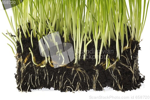 Image of baby plant with root system