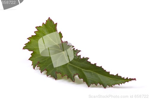 Image of begonia leaf