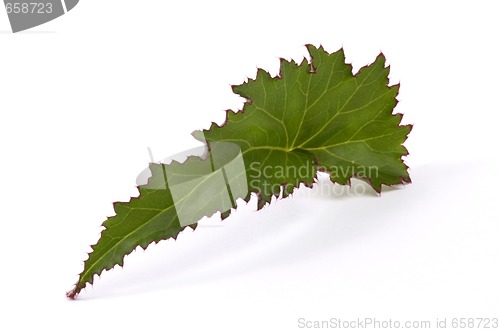 Image of begonia leaf