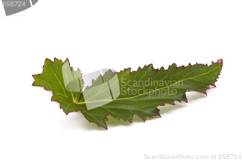 Image of begonia leaf