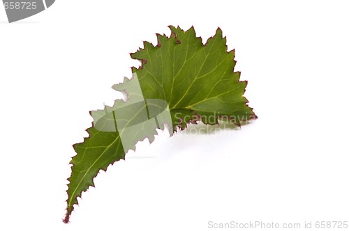 Image of begonia leaf