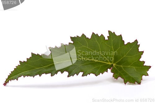 Image of begonia leaf