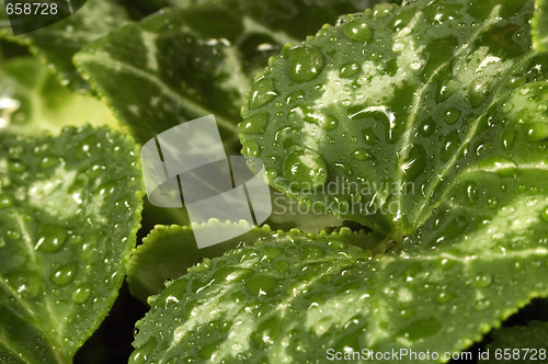 Image of leaves and water