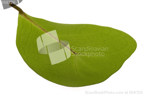 Image of ficus - elephant. leaf