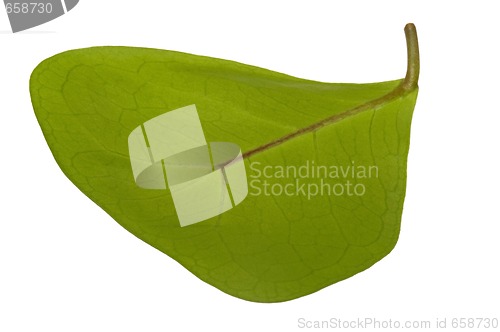 Image of ficus - elephant. leaf