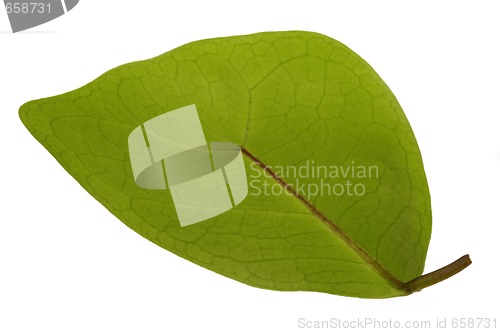 Image of ficus - elephant. leaf