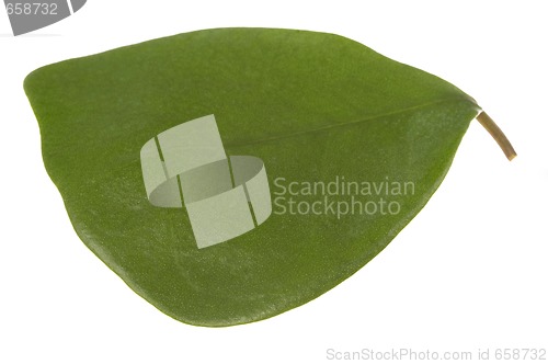 Image of ficus - elephant. leaf