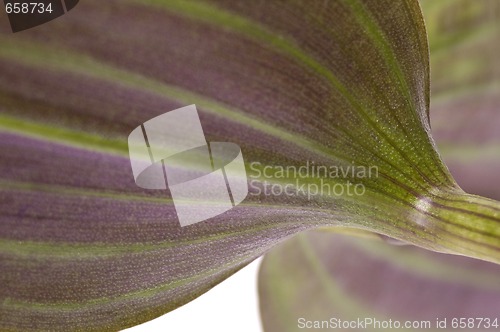 Image of houseplant. linear leaf