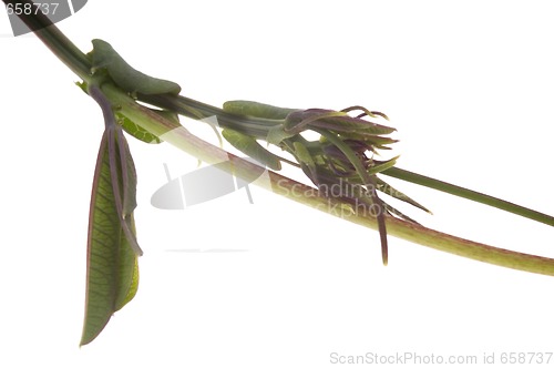 Image of ivy. maracuja. passiflora