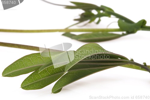 Image of ivy. maracuja. passiflora