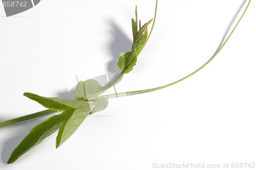 Image of ivy. maracuja. passiflora