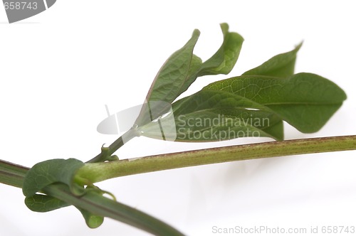 Image of ivy. maracuja. passiflora