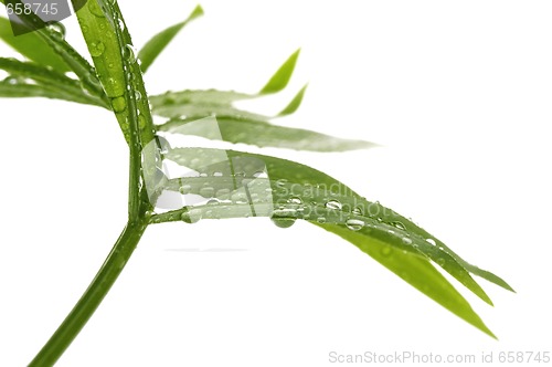 Image of tropical leaves on the white