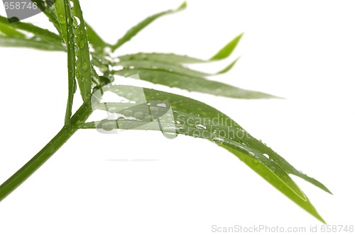Image of tropical leaves on the white