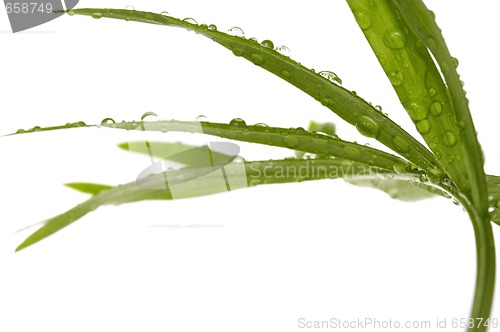 Image of tropical leaves on the white