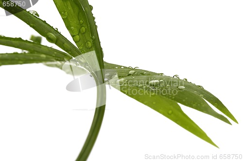 Image of tropical leaves on the white