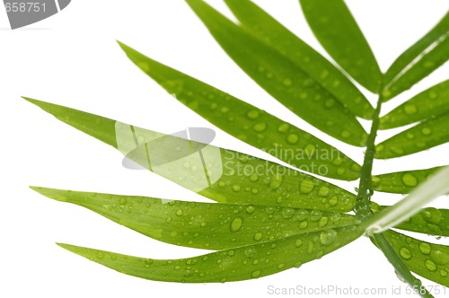 Image of tropical leaves on the white