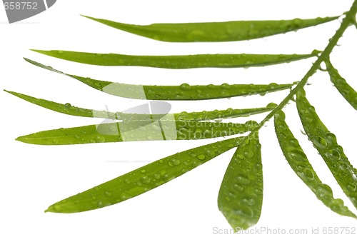 Image of tropical leaves on the white