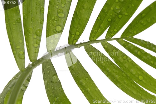 Image of tropical leaves on the white