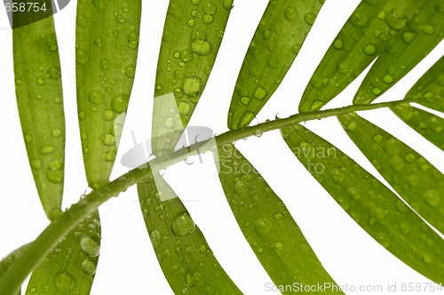 Image of tropical leaves on the white