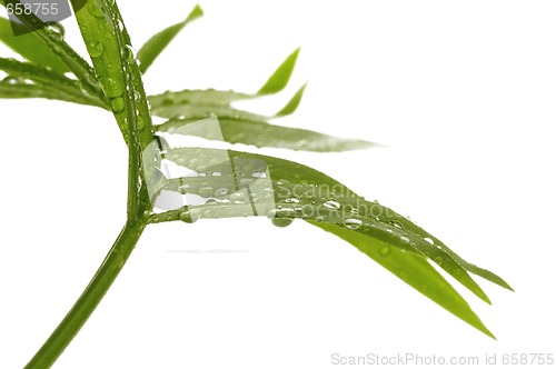 Image of tropical leaves on the white