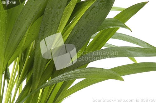 Image of tropical leaves on the white